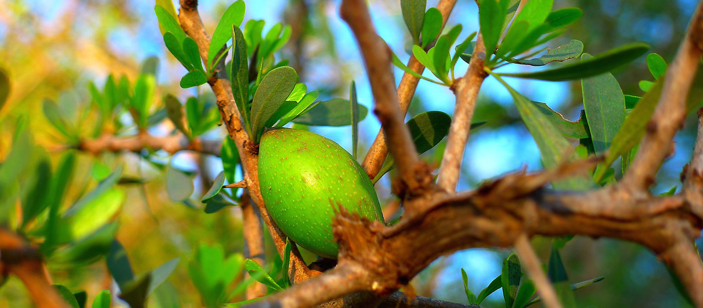 Huile-Argan-prodigia