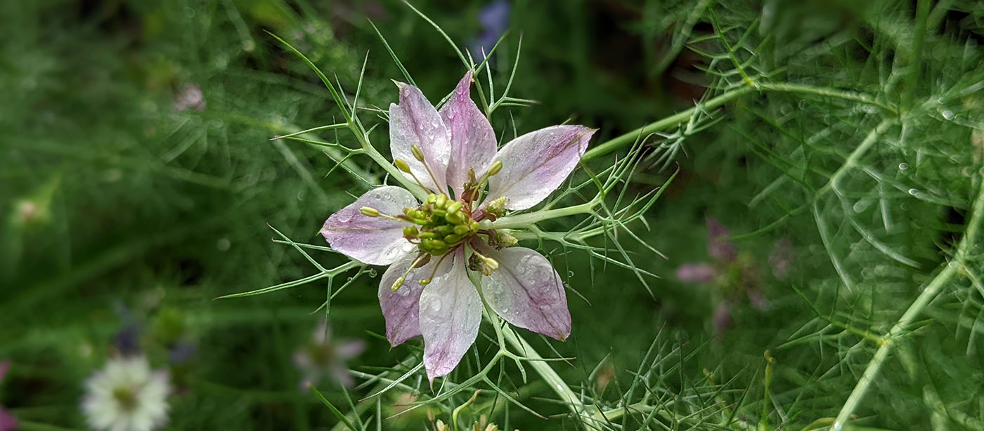 Les graines miracles pour la peau et pour les cheveux : Nigelle 