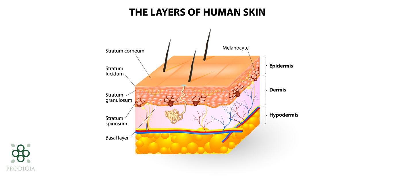 Article-Prodigia-Cosmetic-absorption-2